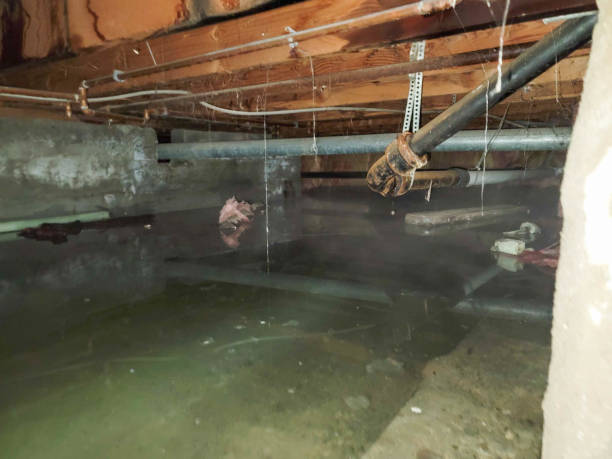 Best Mold removal after water damage  in San Diego, TX