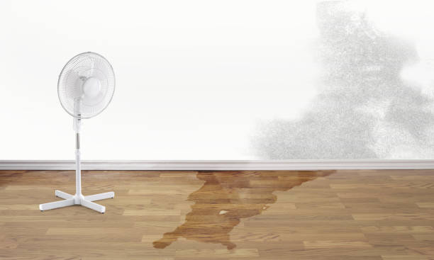 Best Local water damage restoration  in San Diego, TX